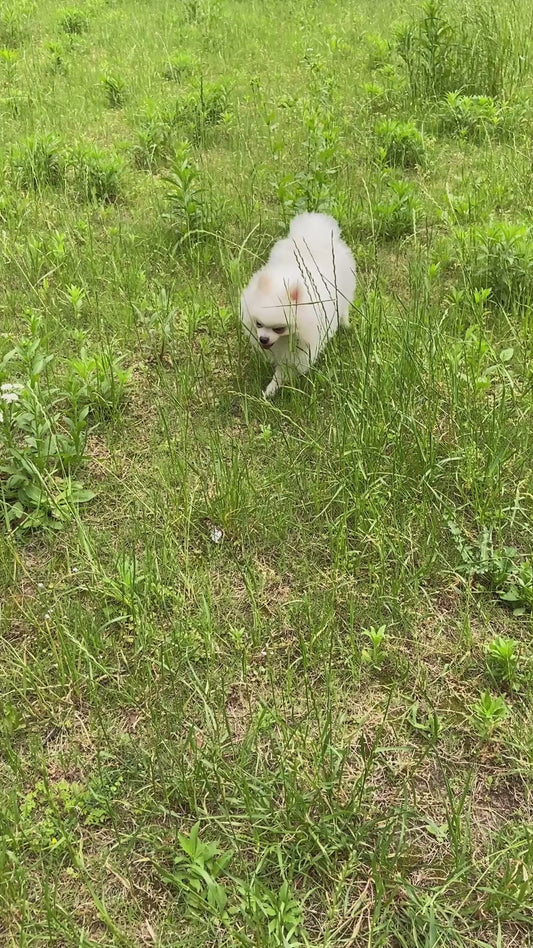 DomiPet Portable 3 -in- 1 Pet Water Bottle & Food Feeder - Hydrate, Feed & Clean Anywhere