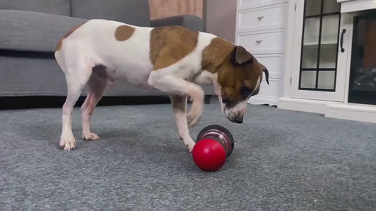 DomiPet Interactive Food Dispensing Dog Toy